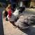 Aztec Chickens 19 thumbnail