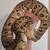 Ball pythons 7 thumbnail