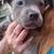 Two male puppies 2 thumbnail