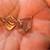 Brand New in Box 14K Yellow Gold Earring with a safe Clasp 3 thumbnail