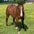 horse fro sale 1 thumbnail