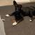 Puppy for rehoming! 3 thumbnail