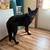 Black German Shepherd 4 thumbnail