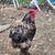 Easter egger chicks 8 thumbnail