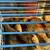 Button Quails 2 thumbnail