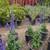 Salvia 6 thumbnail