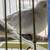 Canaries, diamond doves, java rice finch need new homes 15 thumbnail