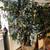 2 BIG 7 & 6-3 Foot Artificial Fake FICUS Silk Leaf Faux Plant Tree 2 thumbnail