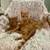 SUNDAY Sweet CATS &KITTENS for adoption OUTSIDE VENUE 4 thumbnail