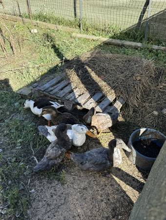 Ducks 1