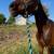 Appendix Quarter Horse Mare 6 thumbnail