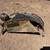 1941 1942 1943 1944 1945 Dodge WC Front Clip 19 thumbnail