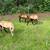 Sheep for Sale 1 thumbnail