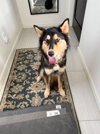 Dog found, looking for owner. 1