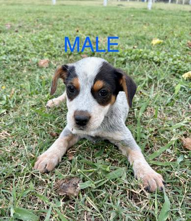 Blue Heelers (Temple)63839343578369124