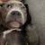 Rehoming american bully puppy 2 thumbnail