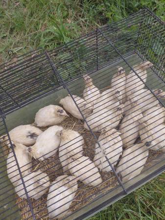 White Jap Cortex Quail 1
