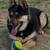 German Shepherd 4 thumbnail