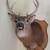 Deer Mounts 2 thumbnail