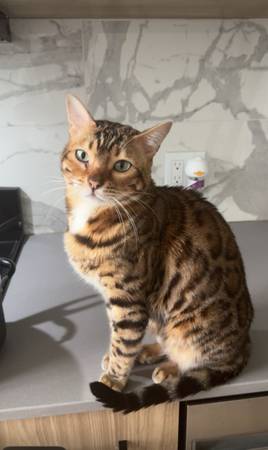Bengal Cat (Seattle)63945280187650122