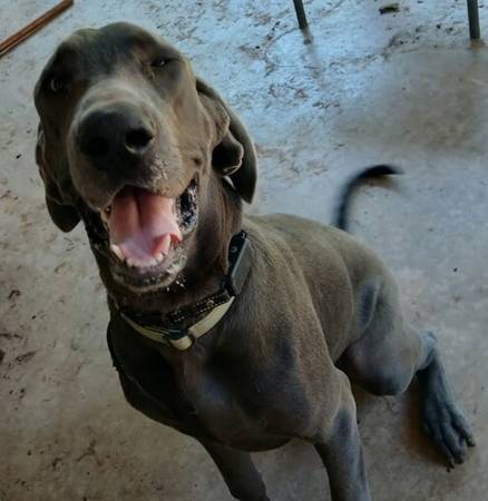 Cachorro de 8 meses de raza Labradane gris disponible gratis para buen hogar (sur de OKC)63670591441025124
