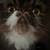 Persian Cat 2 thumbnail