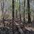 Secluded vacant land, Baldwin MI 3 thumbnail