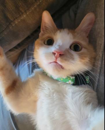 Hermosa gata joven tricolor en busca de un buen hogar - esterilizada y vacunada (oakland lake merritt / grand)63861571457923122