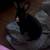 Rabbit 1 thumbnail