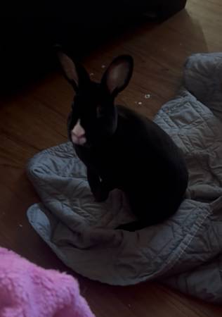 Rabbit 1