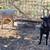 Nigerian Dwarf goats- 2 babies, 1 nanny, 3 bucks 5 thumbnail