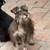 Schnauzer 2 thumbnail