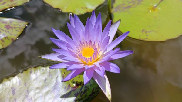 Water Lilies & Pond Plants - $5 (Magnolia)63471067049217120