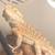 Bearded dragon 1 thumbnail