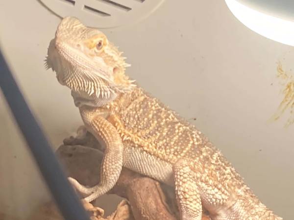 Bearded dragon 1