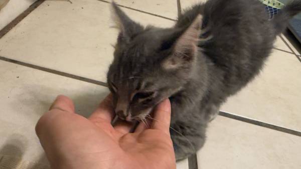 Sweet kitten 1