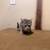Free kittens 3 thumbnail