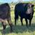 HERD SELLOUT 12 Bred Cows 6 thumbnail