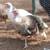 Heritage Turkey Poults 13 thumbnail