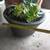 PLANTED medium glazed black pot/planter w succulents 3 thumbnail