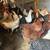 Roosters and hens 4 thumbnail