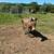 Mini mule 3 thumbnail