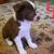 Australian Shepherd Border Collie Mix Puppies 3 thumbnail