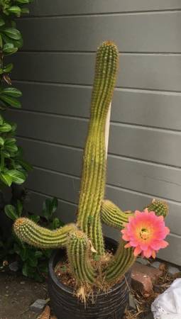 Well Established Cactus In Pot 1