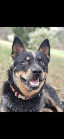Rehoming dogs blue heeler male and husky german mix female (Muscadine)63612565792131124