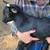 Nigerian dwarf/fainting goat mix 6 thumbnail