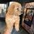 Cocapoo puppy male 2 thumbnail