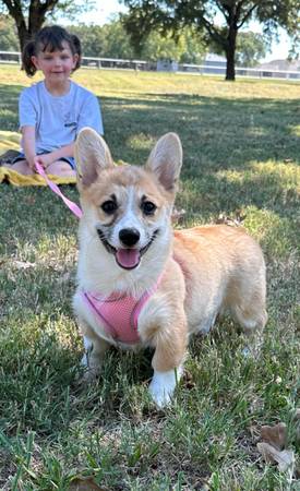 Pembroke Corgi 1