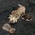 TABBY CAT OR AMERICAN BOBTAIL CAT 5 thumbnail