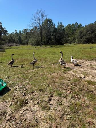 Geese 1